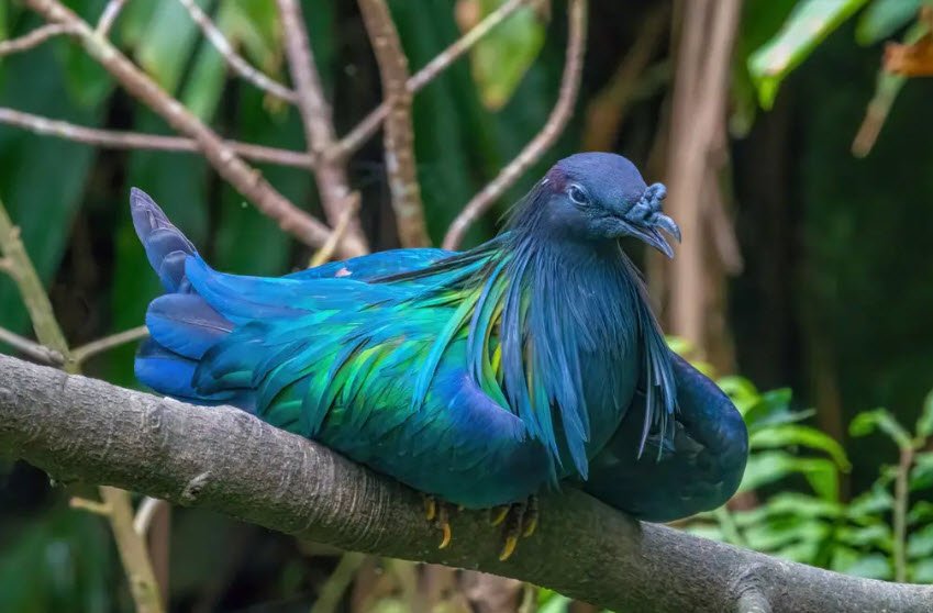 North Island Wildlife Sanctuary, South Andaman, Andaman and Nicobar Islands - Vushii.com North Island Wildlife Sanctuary, South Andaman, Andaman and Nicobar Islands - Vushii.com